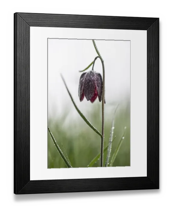 Framed Print : Snake's Head Fritillary (Fritillaria meleagris)