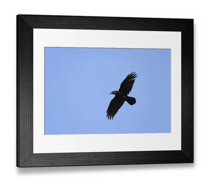 Framed Print : Common raven (Corvus corax) in flight Framed Print : Common raven (Corvus corax) in flight