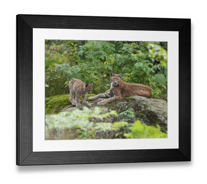 Framed Print : Eurasian lynx (Lynx lynx) female