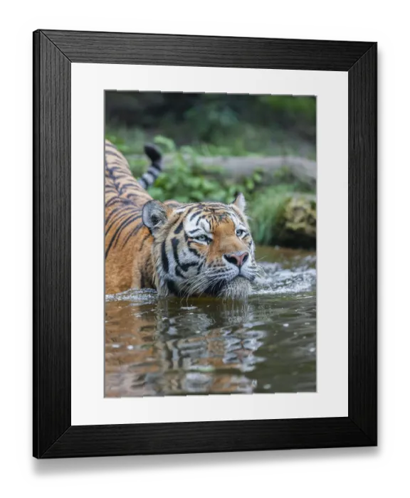 Framed Print : Siberian tiger (Panthera tigris altaica) runs into the water