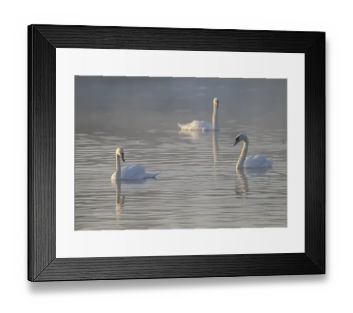 Framed Print : Mute swans (Cygnus olor) swimming on a pond