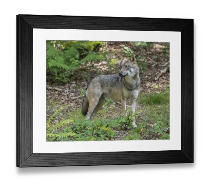 Framed Print : Wolf (Canis lupus) standing in a clearing in the forest and looking attentively Framed Print : Wolf (Canis lupus) standing in a clearing in the forest and looking attentively