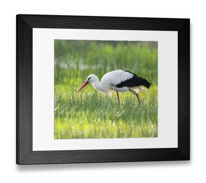 Framed Print : White stork (Ciconia ciconia) foraging in a meadow