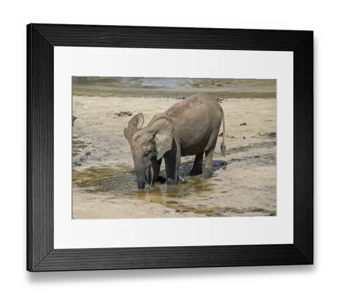 Framed Print : African forest elephant (Loxodonta cyclotis) in the Dzanga Bai forest clearing