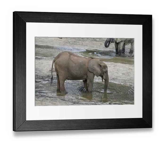 Framed Print : African forest elephant (Loxodonta cyclotis) in the Dzanga Bai forest clearing Framed Print : African forest elephant (Loxodonta cyclotis) in the Dzanga Bai forest clearing