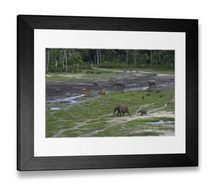 Framed Print : Forest elephants (Loxodonta cyclotis) and bongo antelopes (Tragelaphus eurycerus) in the Dzanga Bai forest clearing