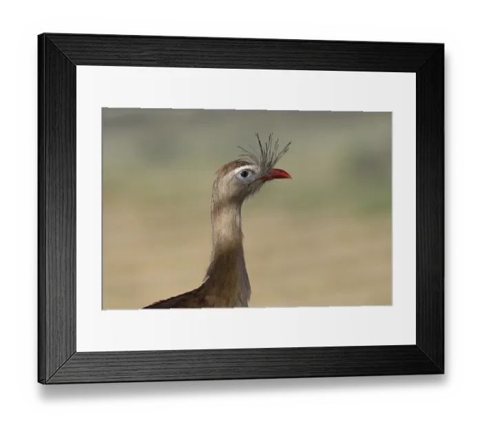 Framed Print : Portrait of a Red-legged Seriema (Cariama cristata) or Crested Seriema