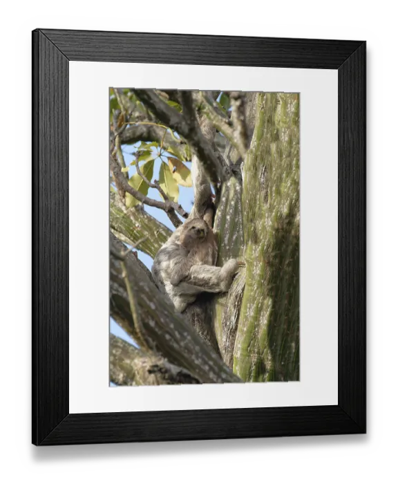 Framed Print : Brown throated Three toed Sloth Framed Print : Brown throated Three toed Sloth