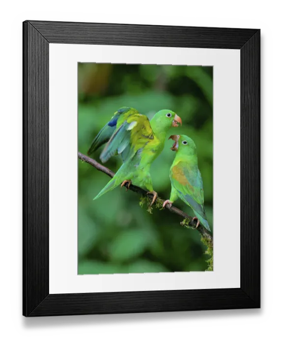 Framed Print : Two Orange-chinned Parakeets (Brotogeris jugularis) quarreling