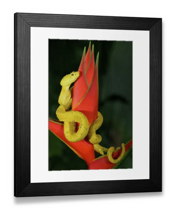 Framed Print : Highland Eyelash pitviper (Bothriechis schlegelii) rolled up around a flower