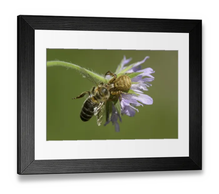 Framed Print : Crabspider (Xysticus cristatus) with captured bee