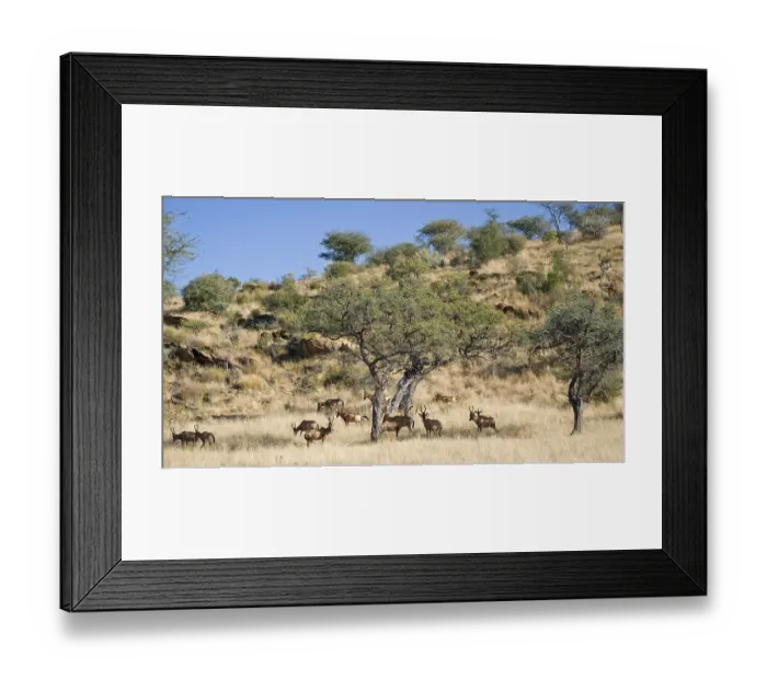 Framed Print : Hartebeests (Alcelaphus buselaphus) Framed Print : Hartebeests (Alcelaphus buselaphus)