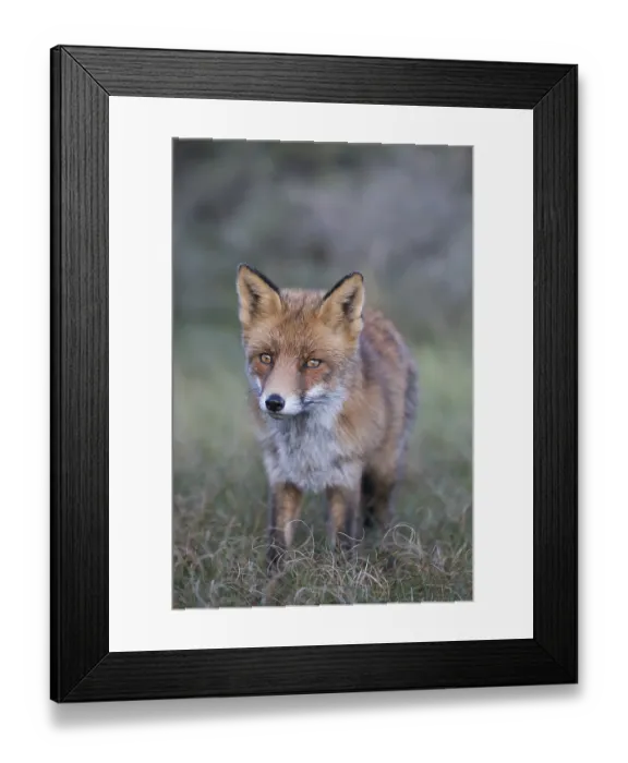 Framed Print : Red fox (Vulpes vulpes), Netherlands Framed Print : Red fox (Vulpes vulpes), Netherlands