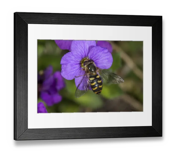 Framed Print : Lapposyrphus lapponicus (Lapposyrphus lapponicus) on bluecissus (Aubrietta)