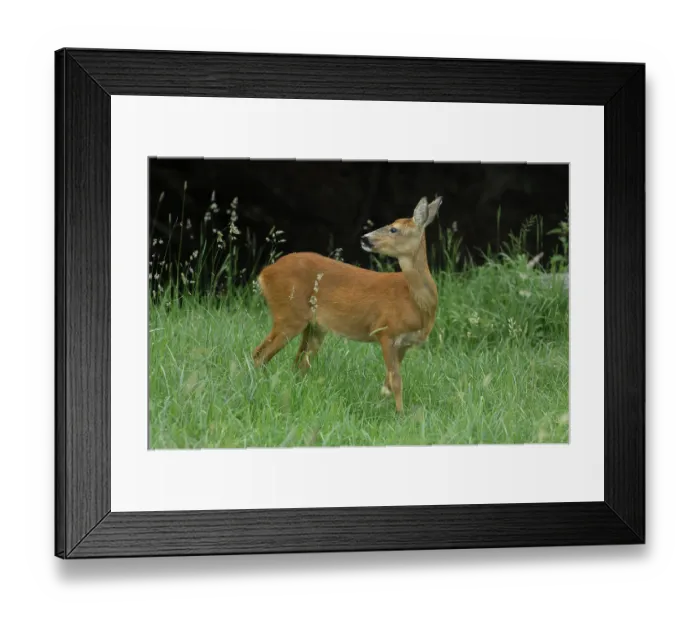 Framed Print : European Deer (Capreolus capreolus) in Summer