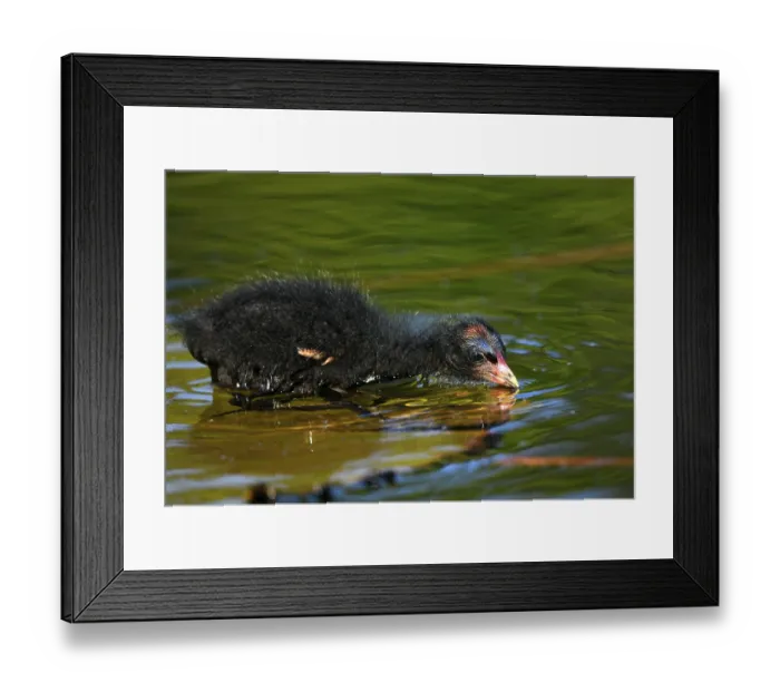 Framed Print : Common moorhen (Gallinula chloropus ) Framed Print : Common moorhen (Gallinula chloropus )
