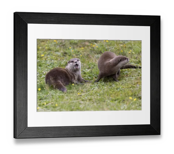 Framed Print : Oriental small clawed otter (Aonyx cinerea) Framed Print : Oriental small clawed otter (Aonyx cinerea)