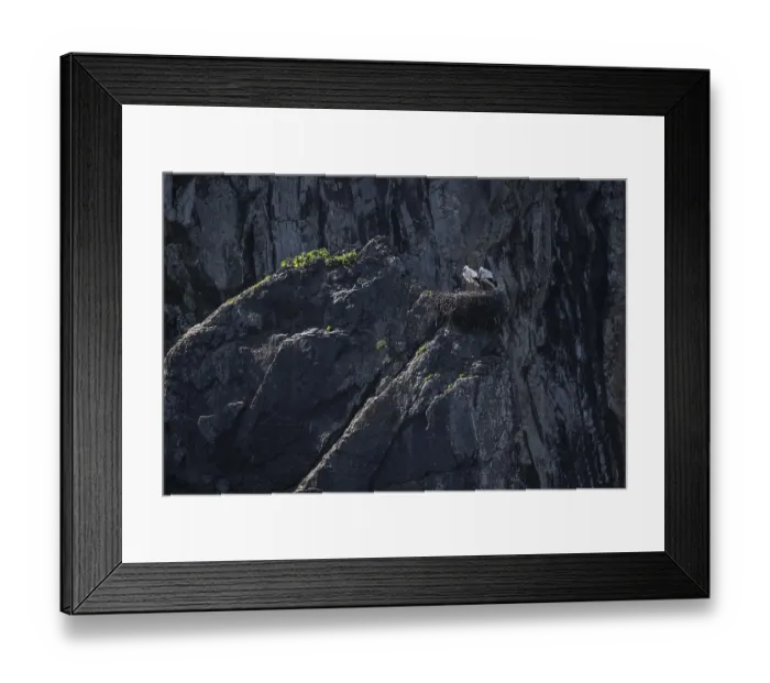 Framed Print : White storks (Ciconia ciconia) in nest