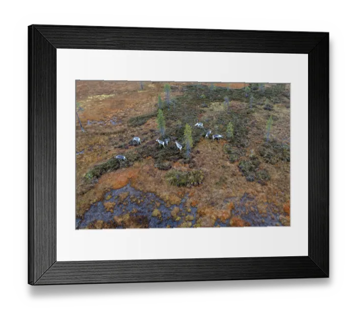 Framed Print : Drone shot, aerial view, wetland Framed Print : Drone shot, aerial view, wetland