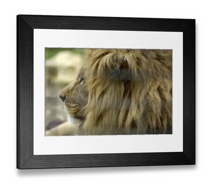 Framed Print : Atlas or Barbary Lion Panthera leo leo male in captivity