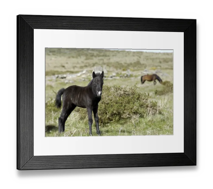 Framed Print : Pony foal Dartmoor National Park Devon England