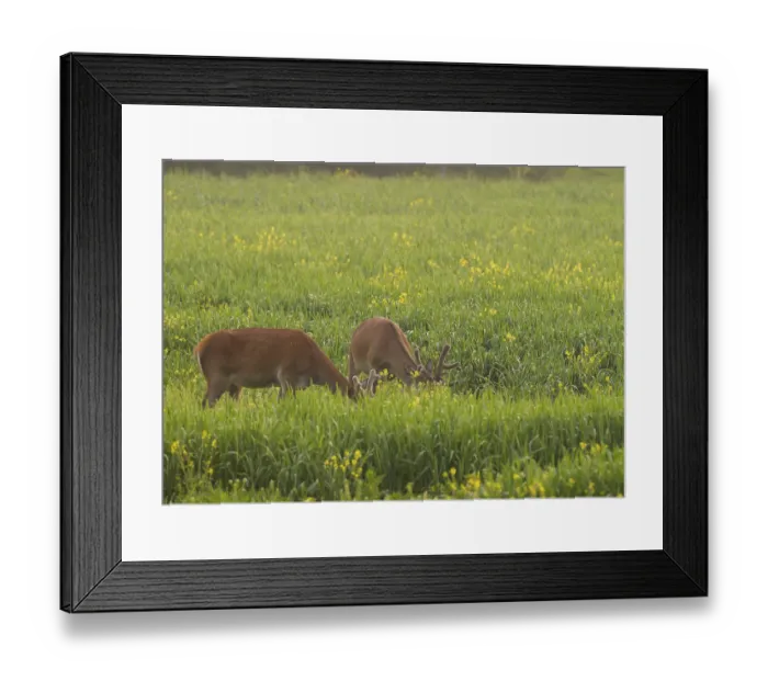 Framed Print : Red deer (Cervus elaphus), velvet antlers Framed Print : Red deer (Cervus elaphus), velvet antlers