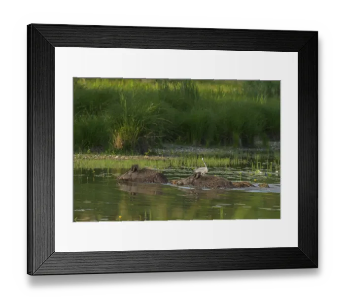 Framed Print : Wild boar (Sus scrofa), young animals