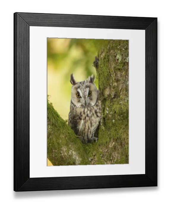 Framed Print : Long-eared owl (Asio otus) adult bird sitting in a tree