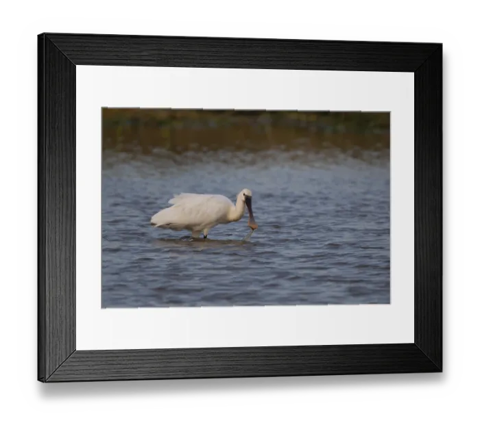 Framed Print : Eurasian spoonbill (Platalea leucorodia) adult bird feeding in shallow water