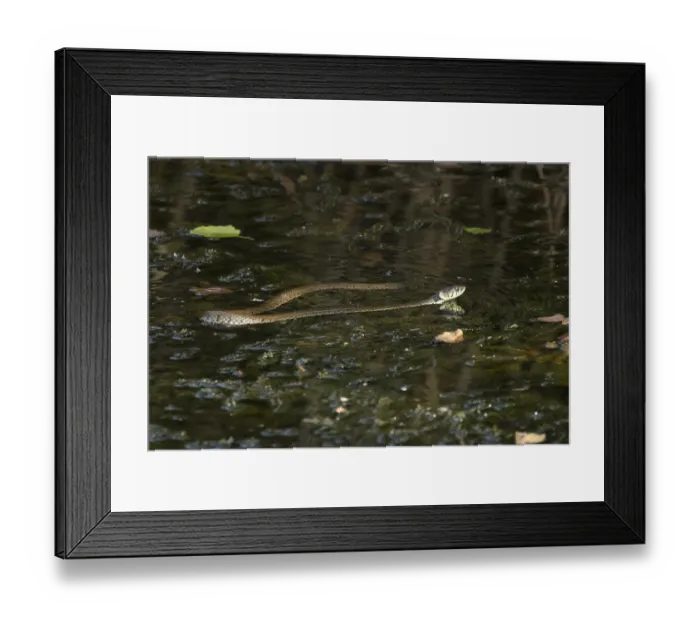 Framed Print : Grass snake (Natrix natrix) adult snake swimming in water of a pond