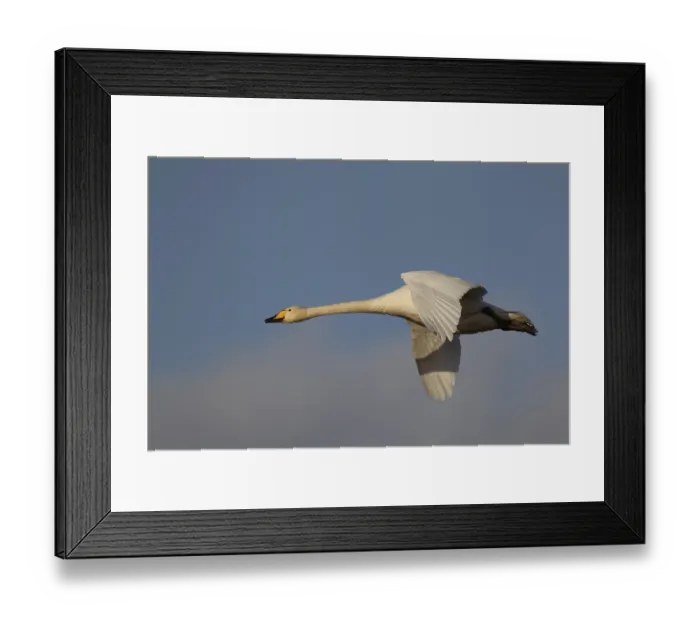 Framed Print : Whooper swan (Cygnus cygnus) adult bird flying