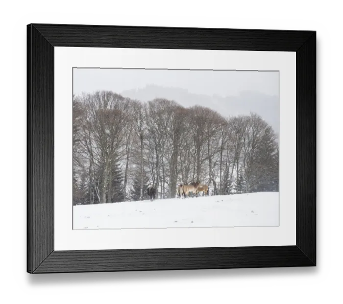 Framed Print : American bison (Bos bison) and przewalski's horses (Equus przewalskii) during snowfall in winter
