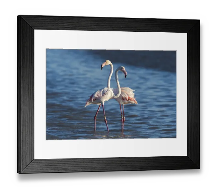 Framed Print : European Flamingo (Phoenicopterus roseus)