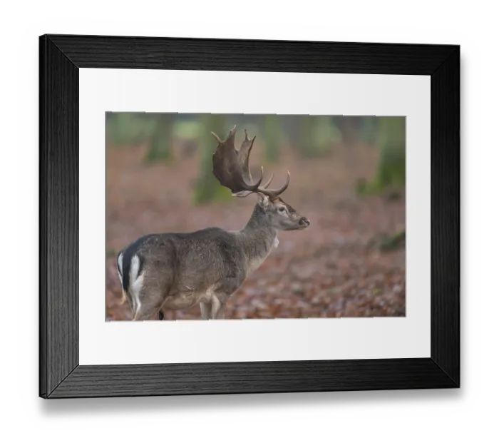 Framed Print : Fallow Deer (Dama dama), in forest Framed Print : Fallow Deer (Dama dama), in forest