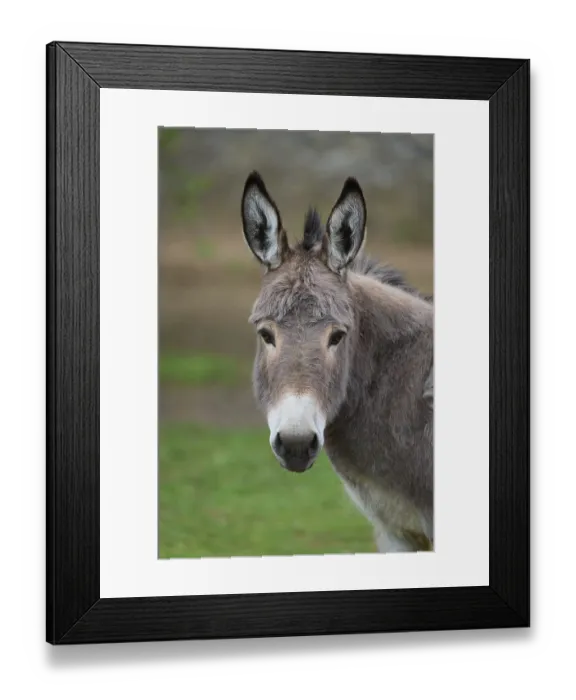 Framed Print : Donkey, portrait
