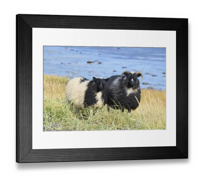 Framed Print : Icelandic sheep, two animals, Reynisdrangar Framed Print : Icelandic sheep, two animals, Reynisdrangar