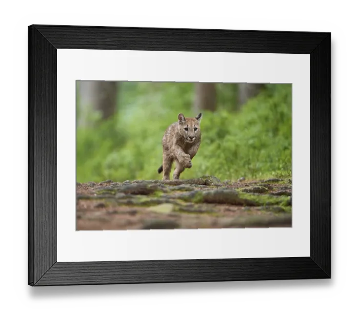 Framed Print : Cougar, Mountain Lion (Puma concolor)