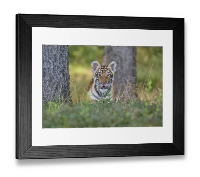 Framed Print : Siberian tiger (Panthera tigris altaica)