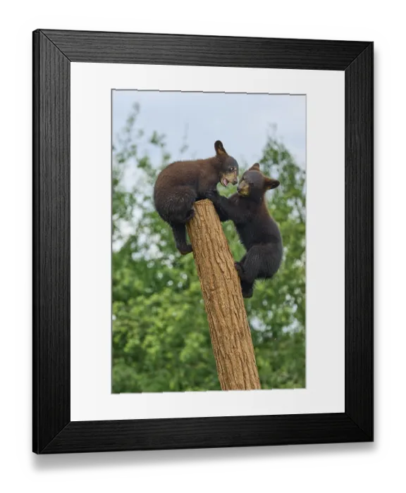 Framed Print : Black bear (Ursus americanus), two cub climbing on tree trunk Framed Print : Black bear (Ursus americanus), two cub climbing on tree trunk
