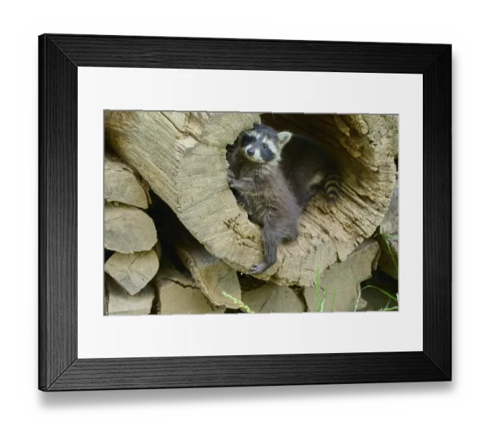 Framed Print : Raccoon (Procyon lotor), in woodpile