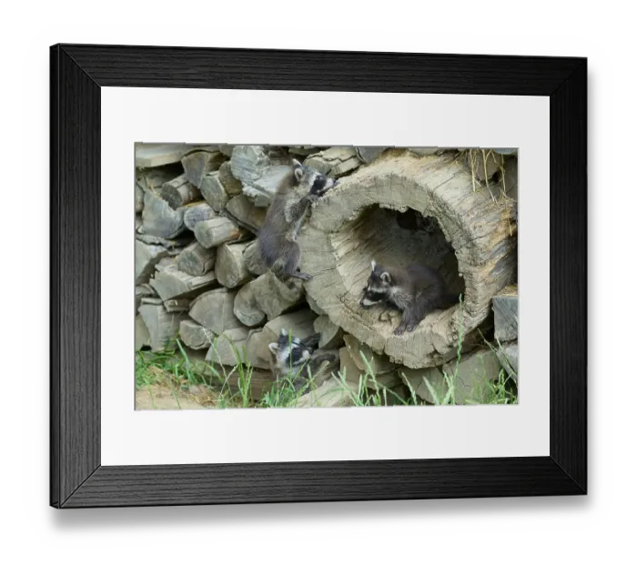 Framed Print : Raccoon (Procyon lotor), three young in woodpile