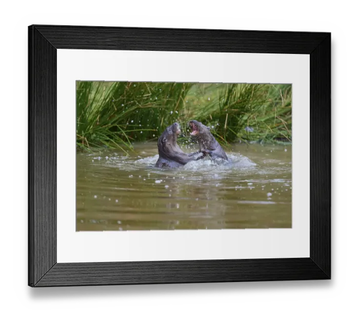 Framed Print : European Otter (Lutra lutra), two animals play and fight in pond