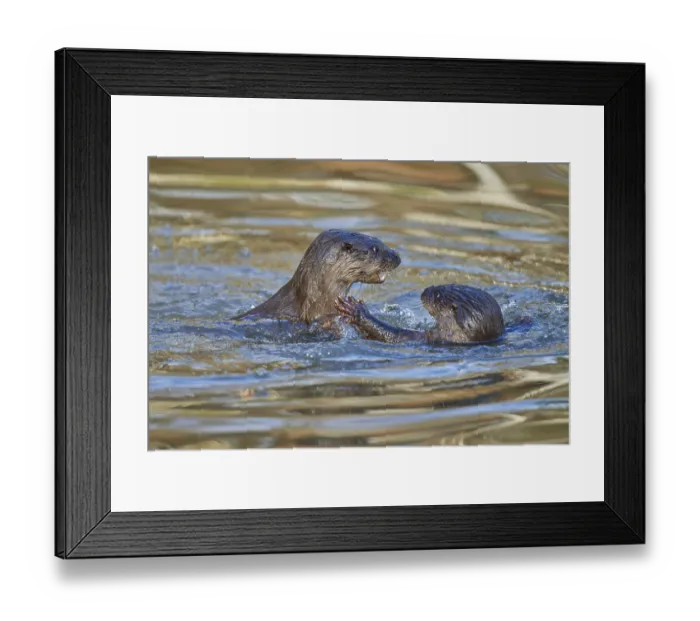 Framed Print : European Otter (Lutra lutra), two animals play and fight in pond
