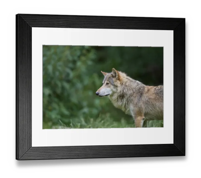 Framed Print : Timber Wolf (Canis lupus), adult