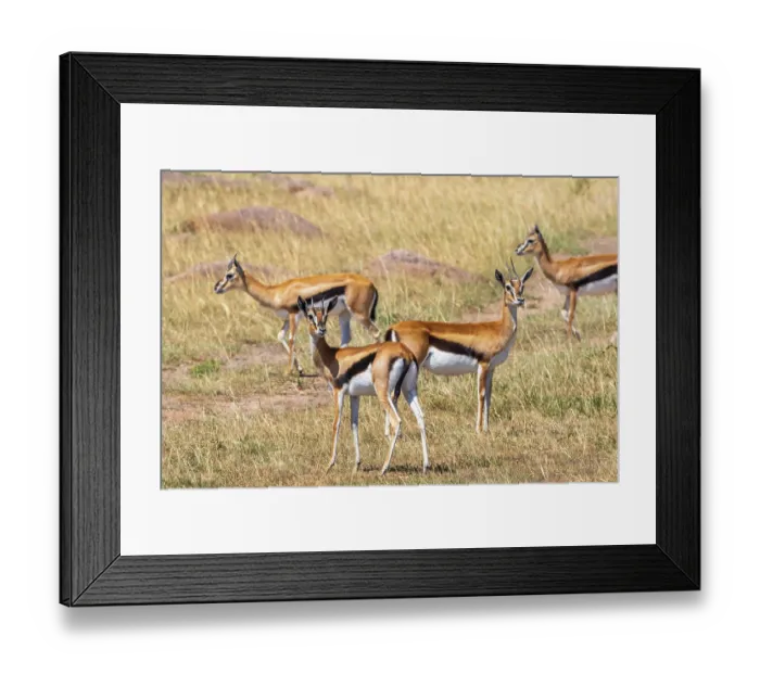 Framed Print : Flock with Thomson's gazelle (Eudorcas thomsonii) on the grass savanna in Africa Framed Print : Flock with Thomson's gazelle (Eudorcas thomsonii) on the grass savanna in Africa