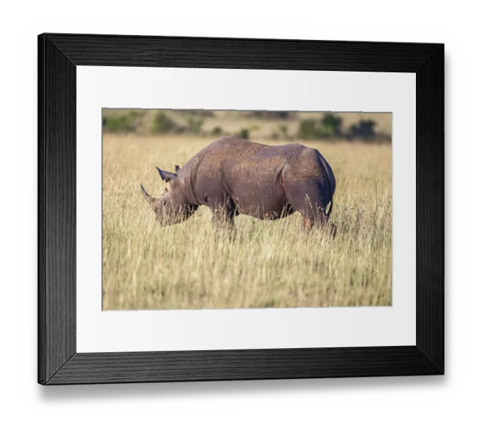 Framed Print : Black rhinoceros (Diceros bicornis) walking in high grass on the savanna Framed Print : Black rhinoceros (Diceros bicornis) walking in high grass on the savanna