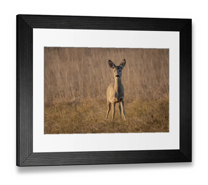 Framed Print : European roe deer (Capreolus capreolus) in the grass