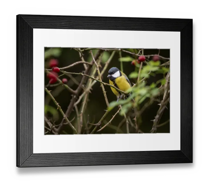 Framed Print : Great tit (Parus major), sitting in rose bush