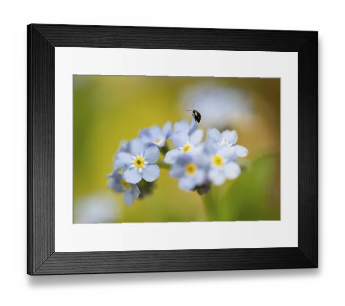 Framed Print : Blue flowers of the forget-me-not (Myosotis) with a small black beetle Framed Print : Blue flowers of the forget-me-not (Myosotis) with a small black beetle