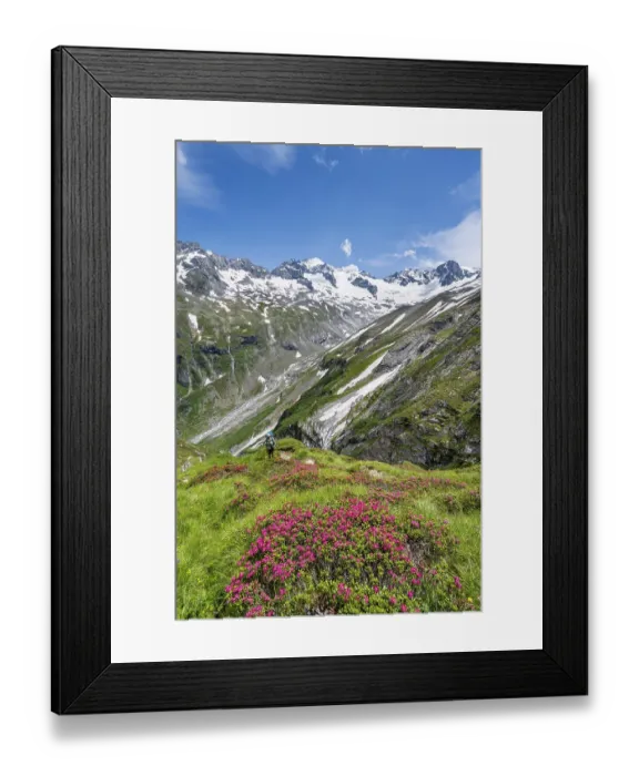 Framed Print : Mountaineer on hiking trail in picturesque mountain landscape with blooming alpine roses